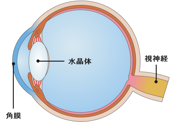 白内障について